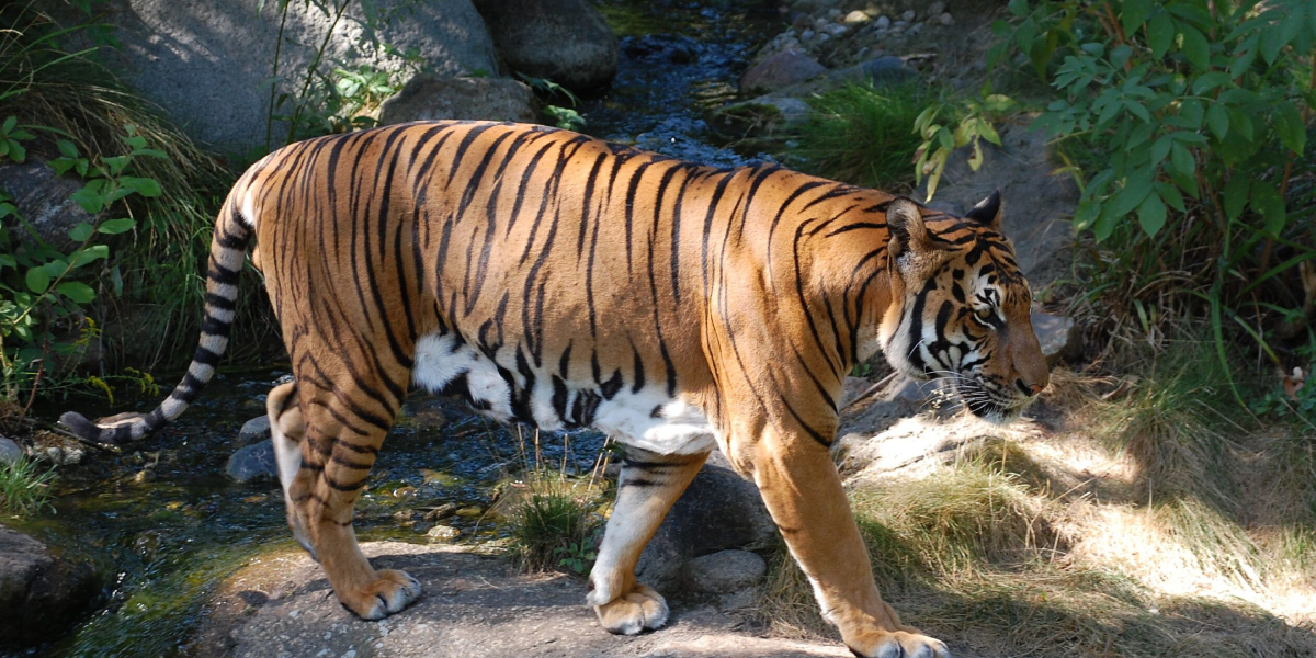 Dhikala Canter Safari In Jim Corbett National Park